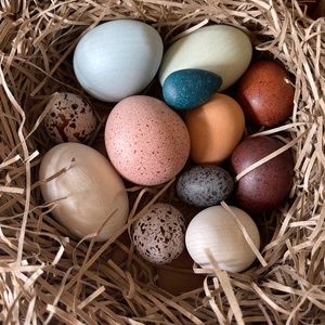 A Dozen Bird Eggs for Little Ornithologists